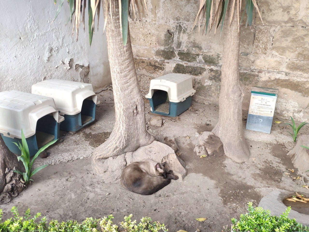 Colonia de gatos en Córdoba (prensa Ayuntamiento)