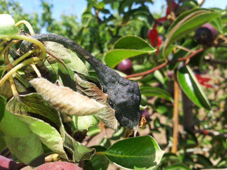 Imatge d'una perera afectada pel foc bacterià