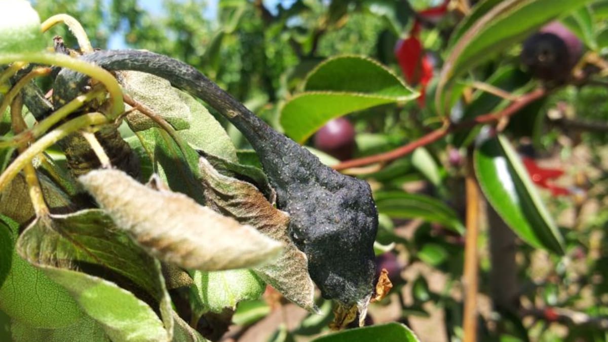 Continuar lluitant contra el foc bacterià