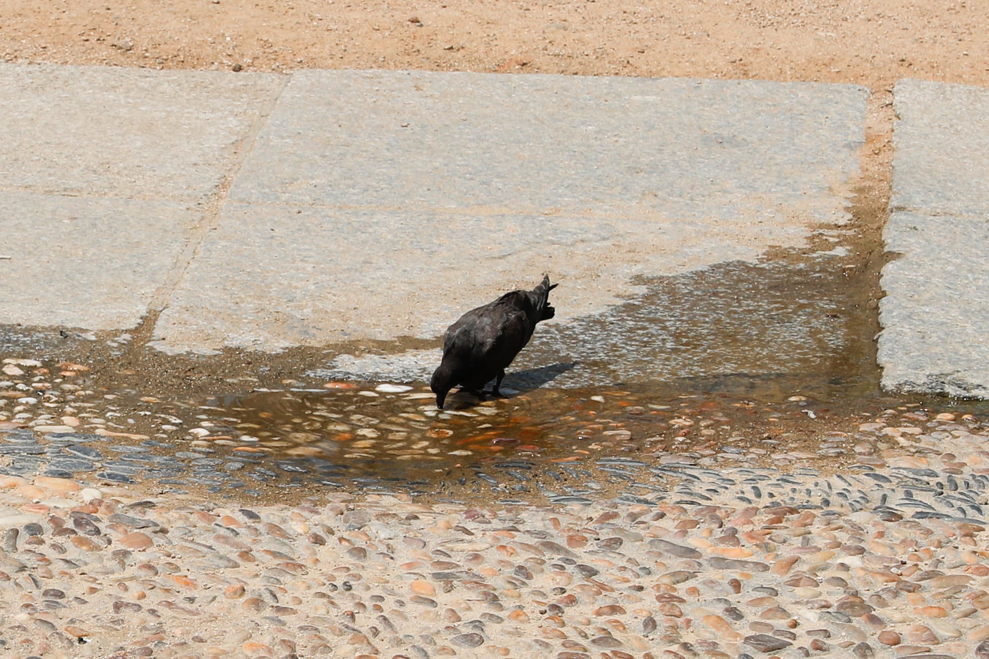 Una paloma bebe agua de un charco para refrescarse durante la ola de calor