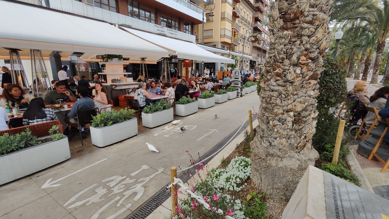 Palomas en los restaurantes de la Explanada