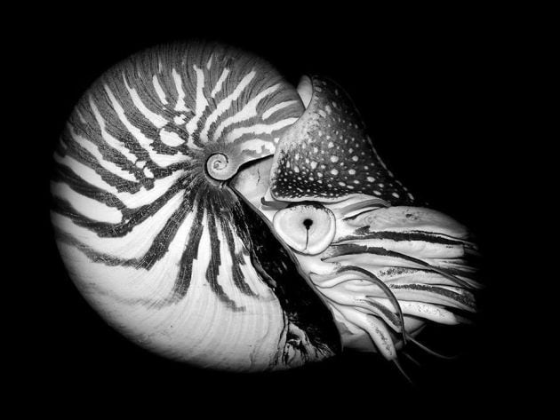 Un nautilus fotografiado por Cristiba