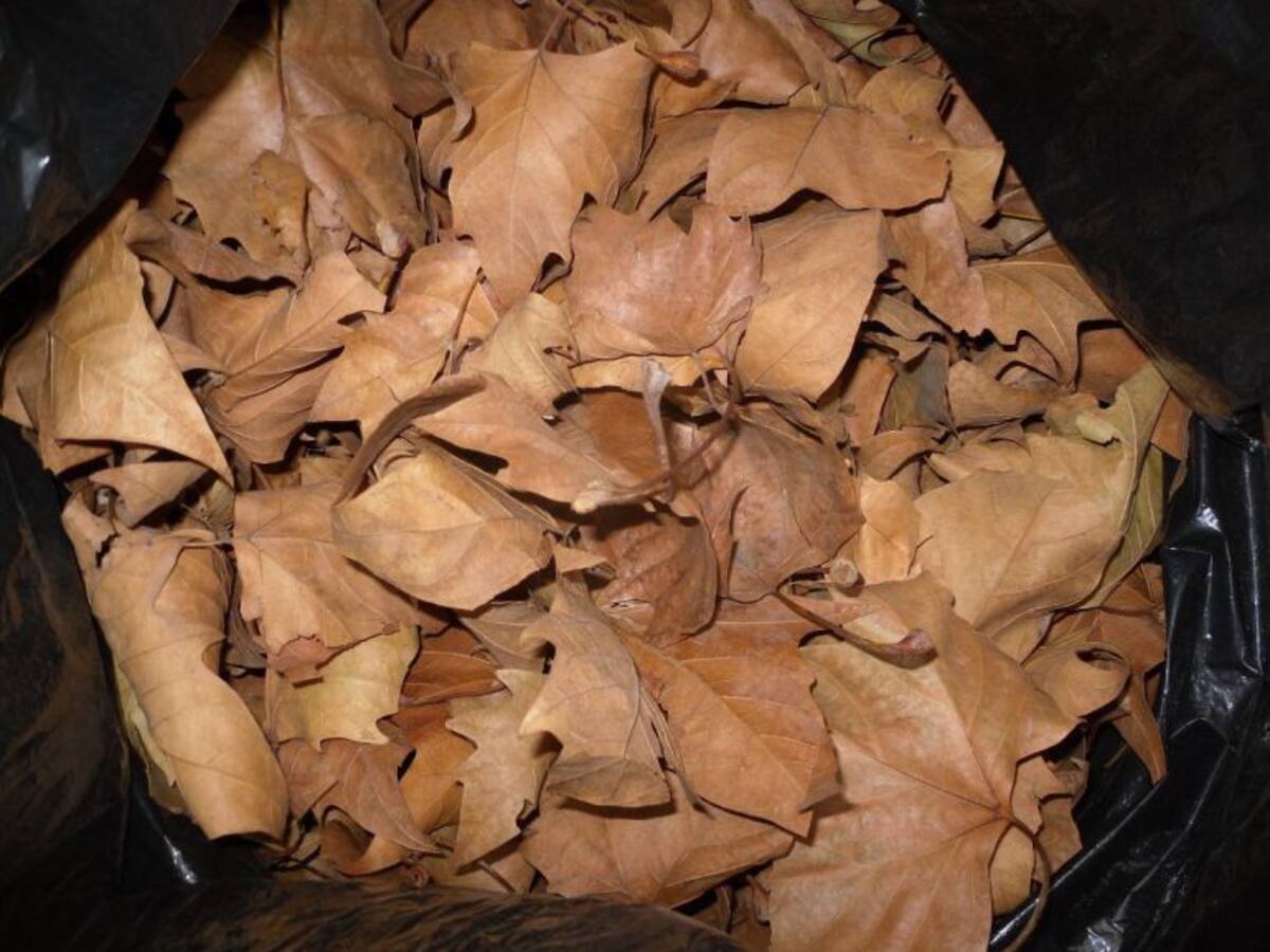 El Ayuntamiento pone en marcha un plan especial de recogida de hojas durante dos meses