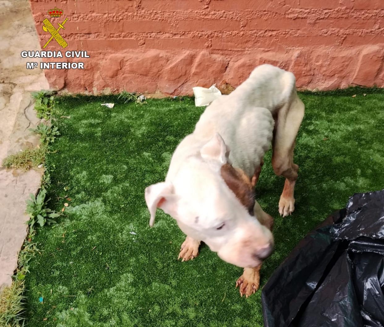 Estado en el que encontraron el perro en Sigüenza