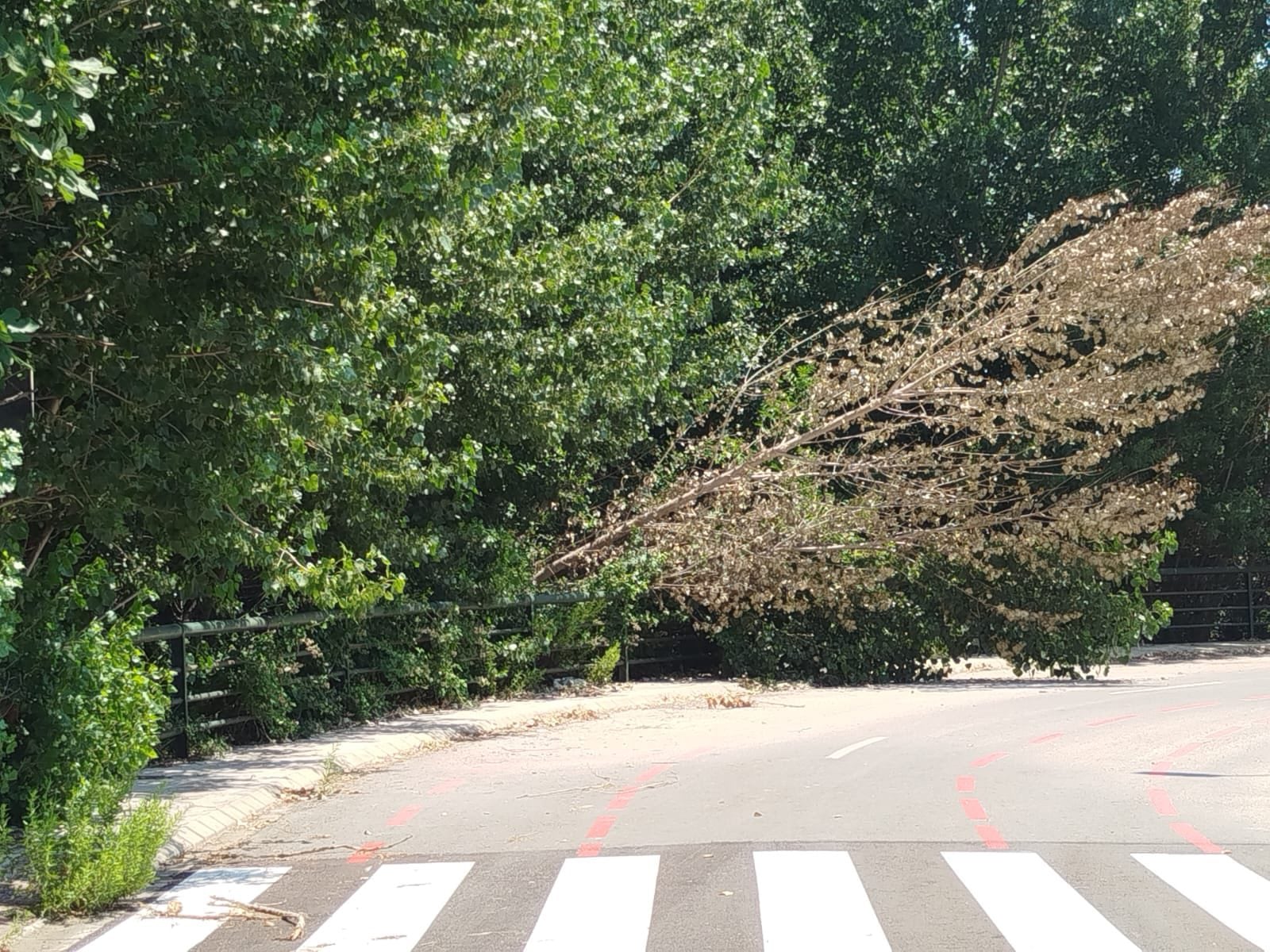 Estado de parques, jardines y zonas verdes