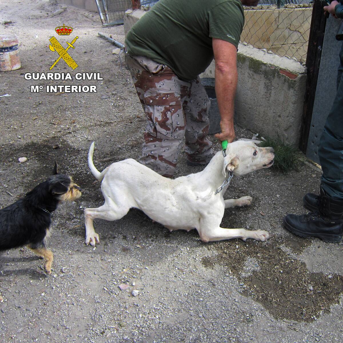 La Guardia Civil investiga a un vecino de Calasparra por delito de maltrato animal