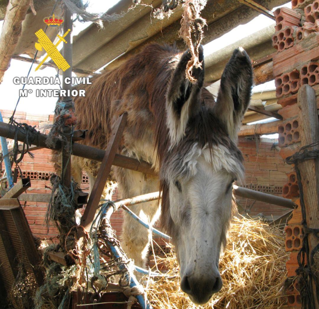 El dueño ha cedido la propiedad de los burros a una sociedad protectora