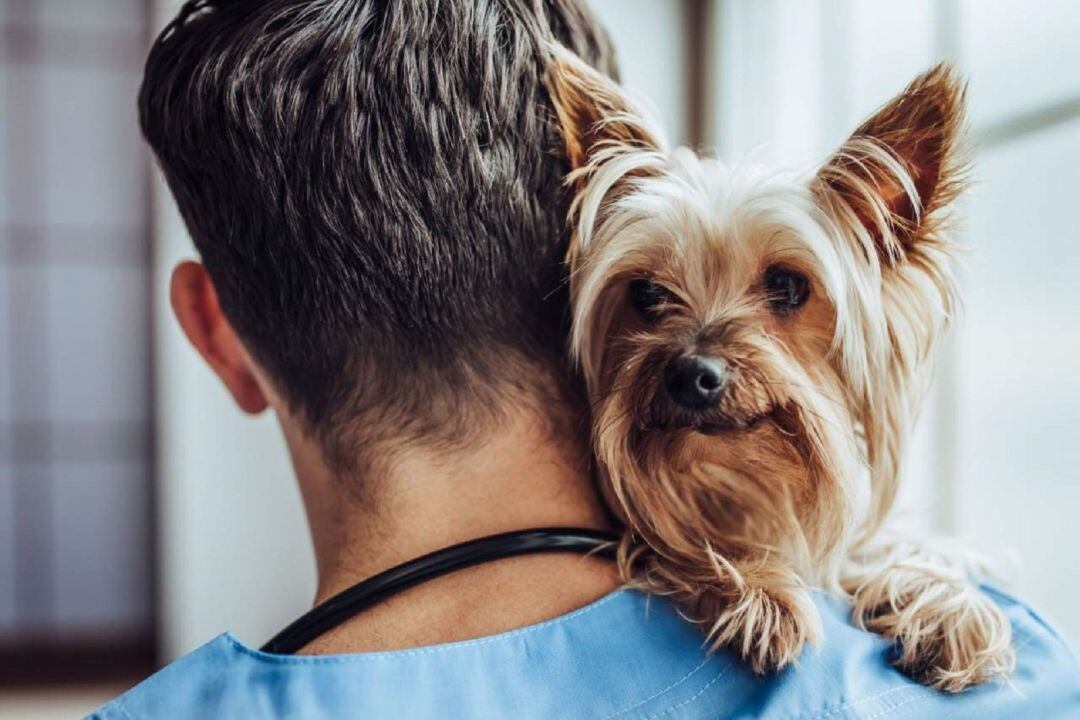 Una mascota junto a su propietario.