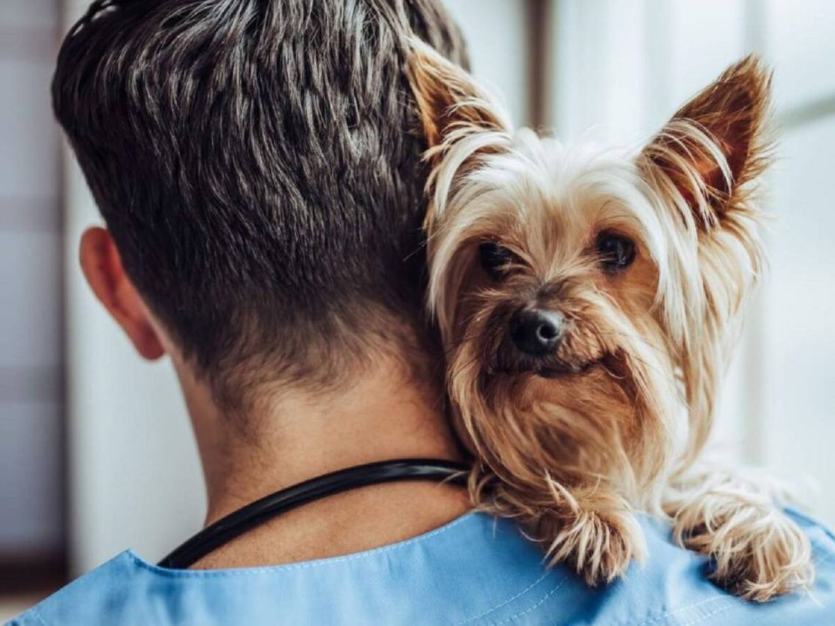 La campaña de control sobre mascotas en Algeciras se salda con 21 sanciones