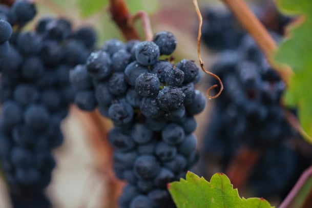 El Consejo Regulador de la DOCa Rioja califica la añada de 2025 como "excelente"