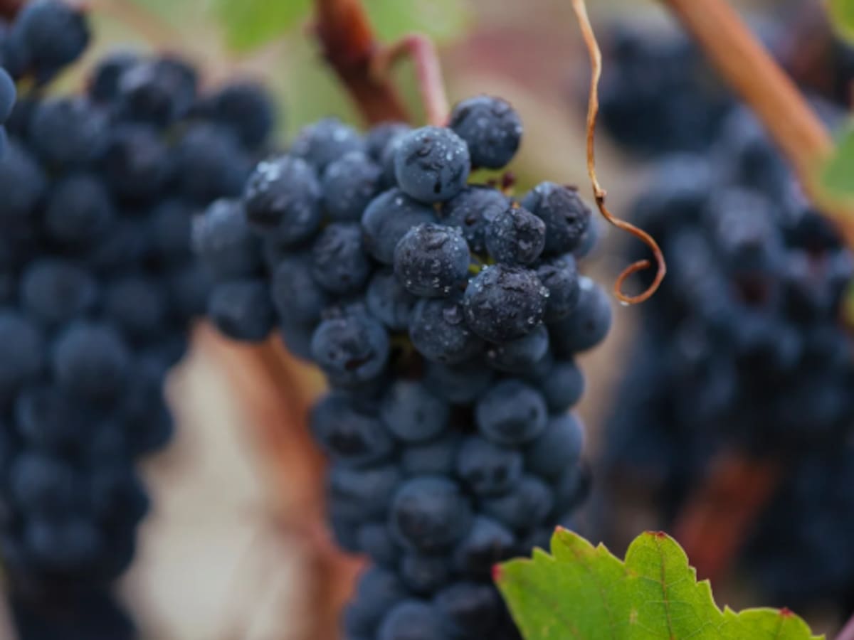 La cosecha del siglo: el Consejo Regulador de la DOCa Rioja califica la añada de 2025 como "excelente"