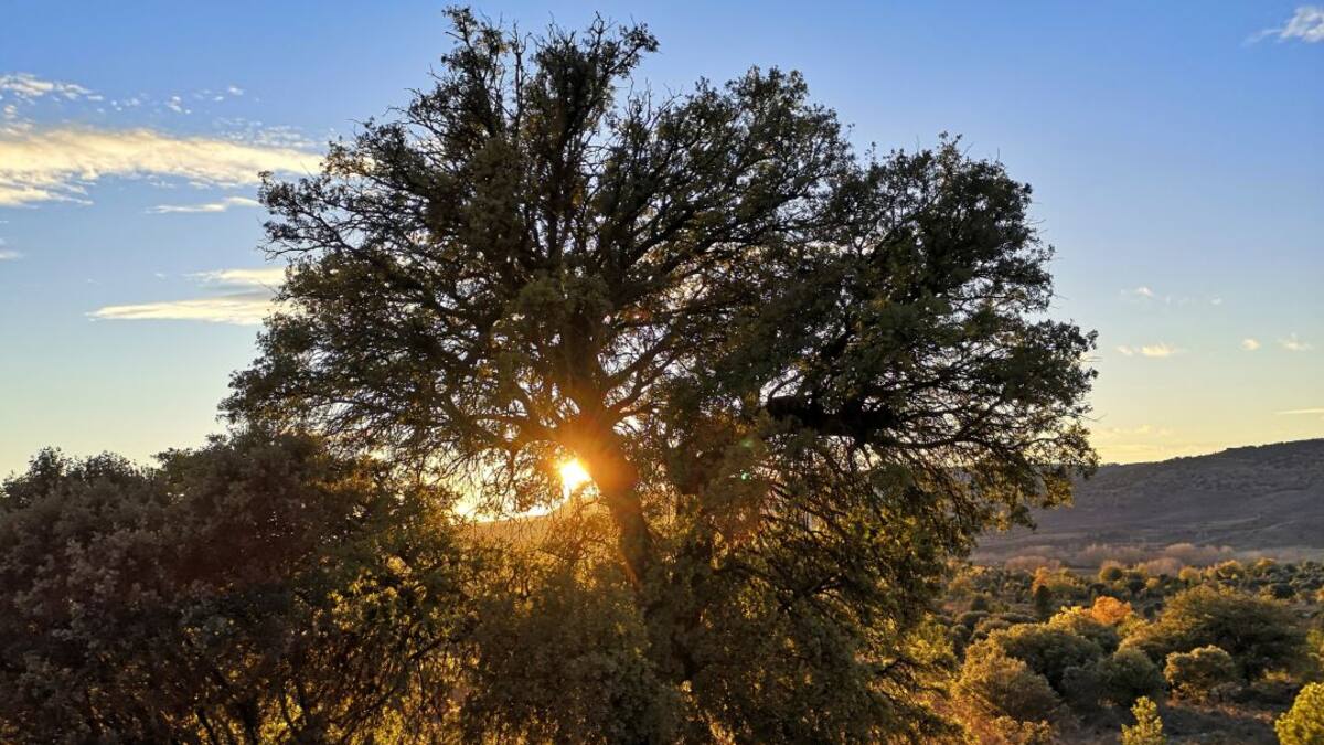 La sinfonía de la naturaleza: la revolución sonora de un músico de Cuenca