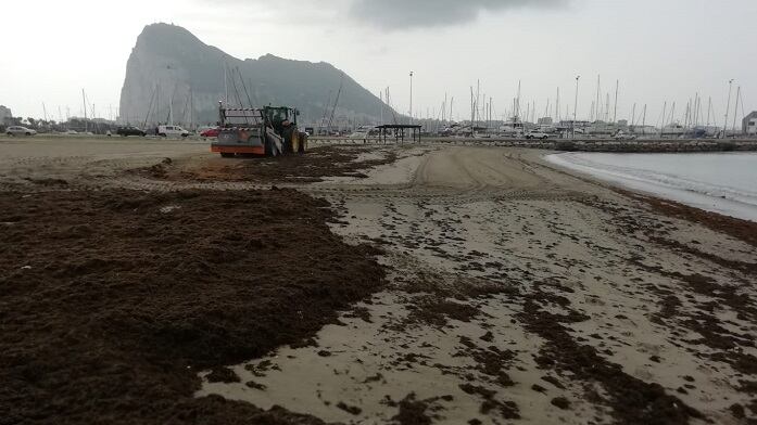 Alga invasora en la playa de Poniente