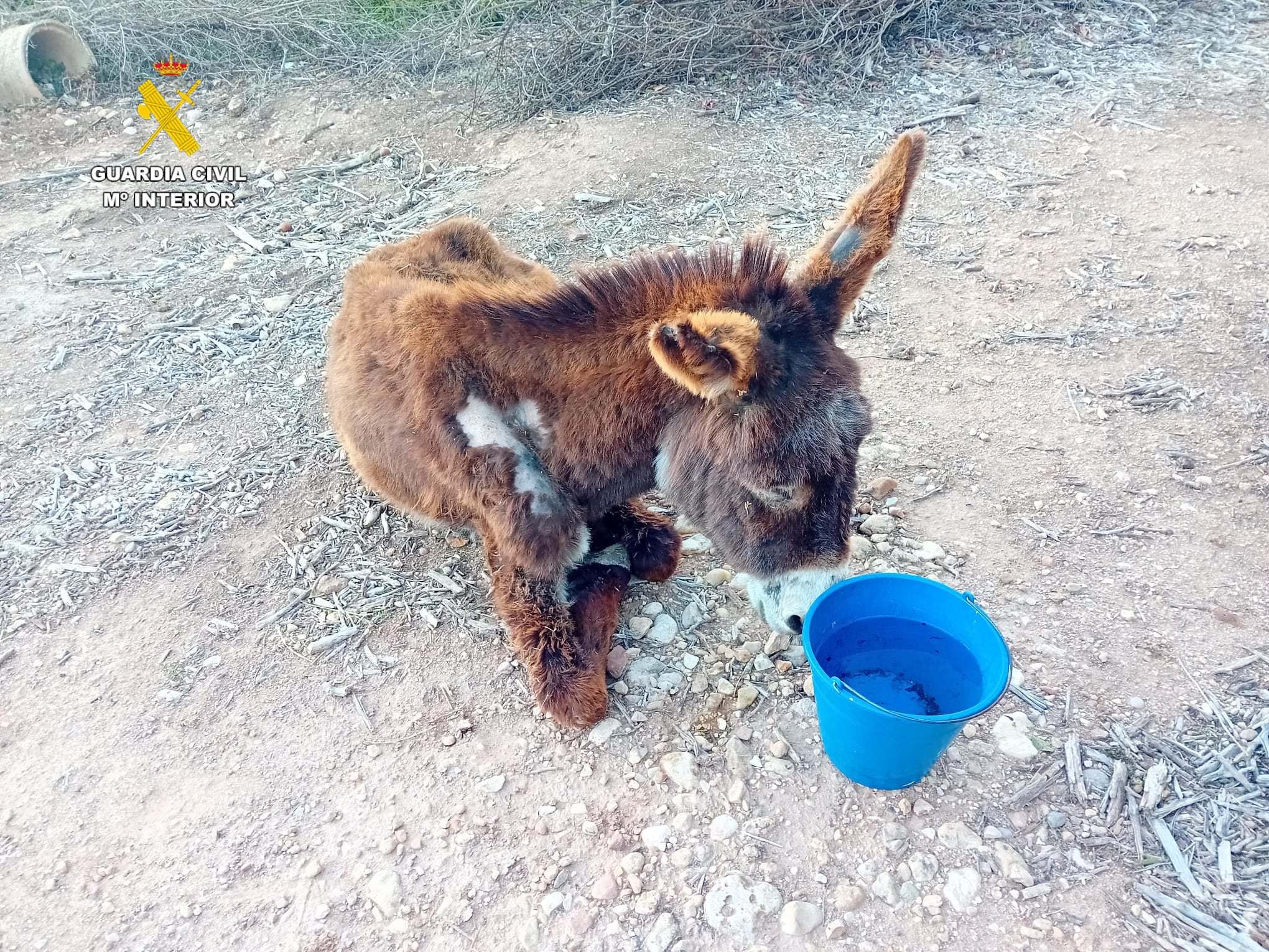 La Guardia Civil investiga a un hombre por el abandono de una burra que acabó falleciendo