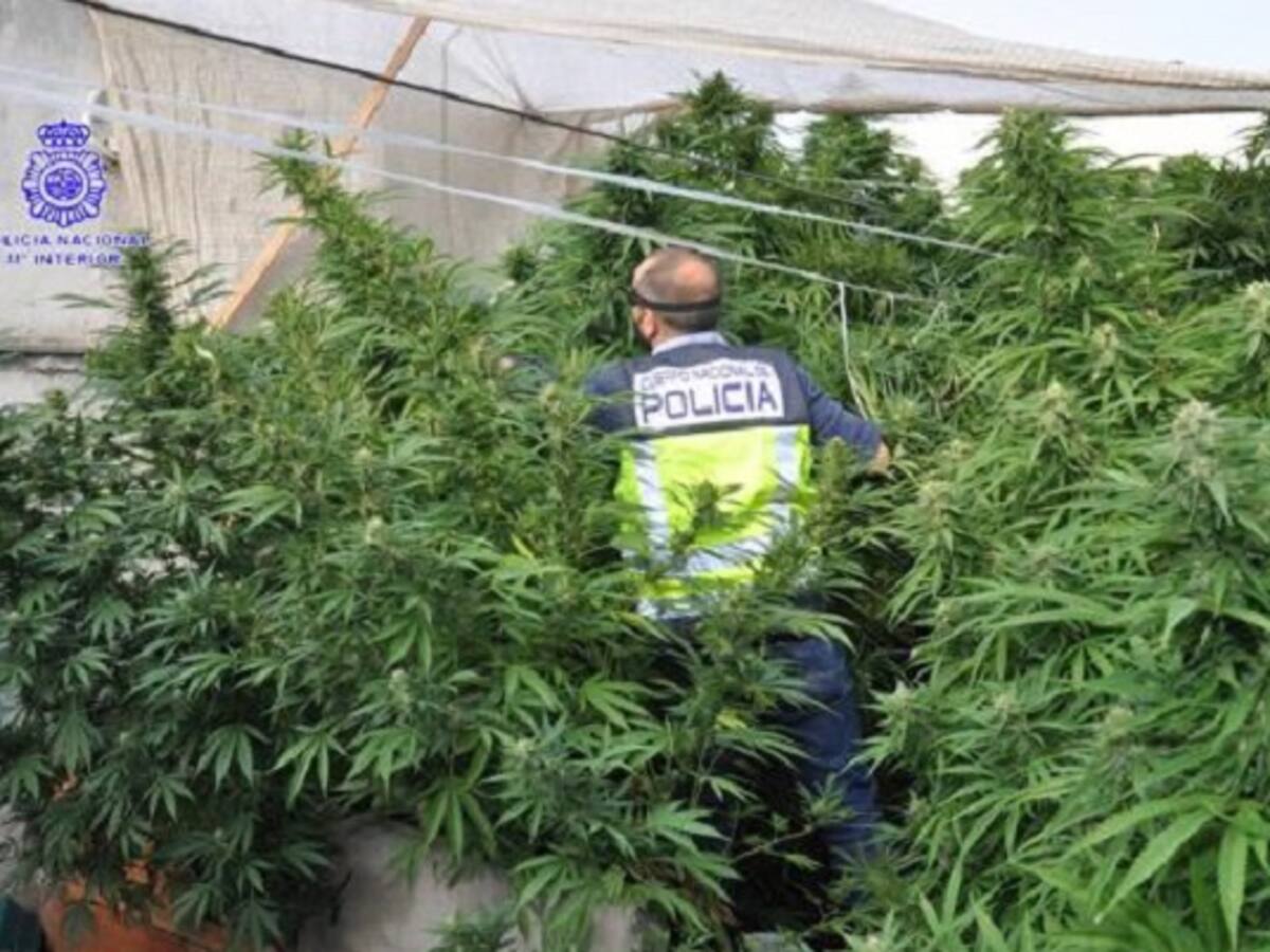 Desmantelan un cultivo ilegal de marihuana en una casa de La Bajadilla