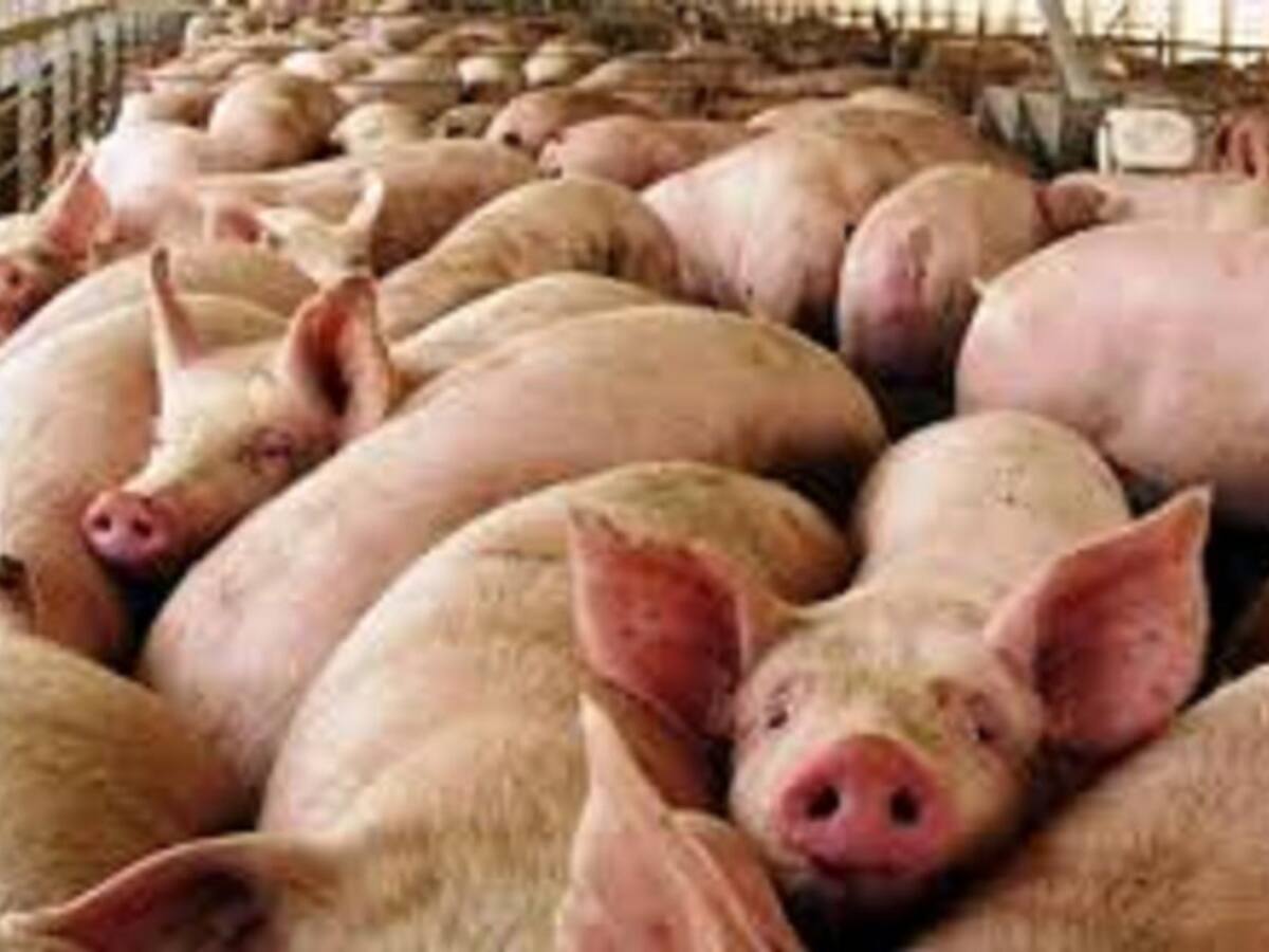 La solicitud de vertidos de la macrogranja ya está en Confederación