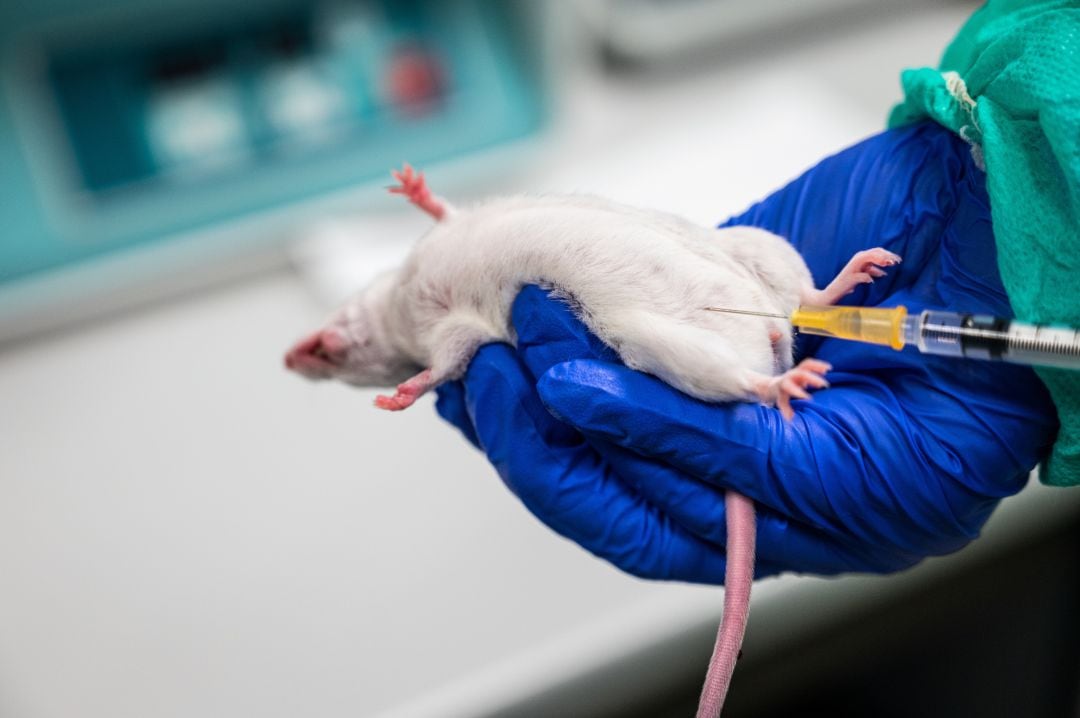 Un investigador muestra cómo realizar una inyección intraperitoneal a un ratón en la Instalación Animal del Centro de Investigaciones Biológicas Margarita Salas (CIB-CSIC) dentro de las investigaciones que se realizan en las vacunas contra la COVID.