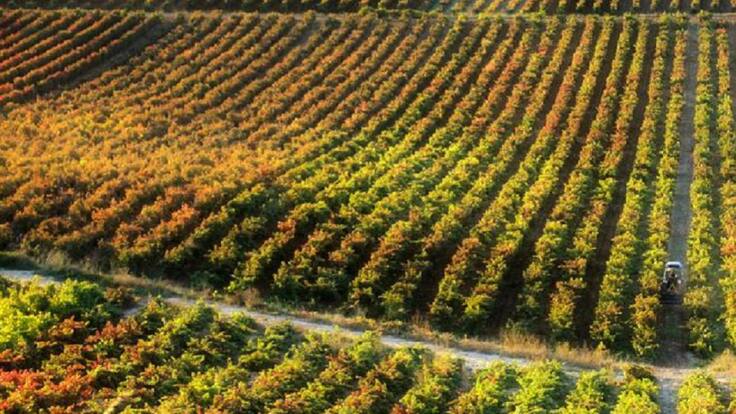 "El vino, el calzado y el mueble contarán finalmente con ayudas del Gobierno central"