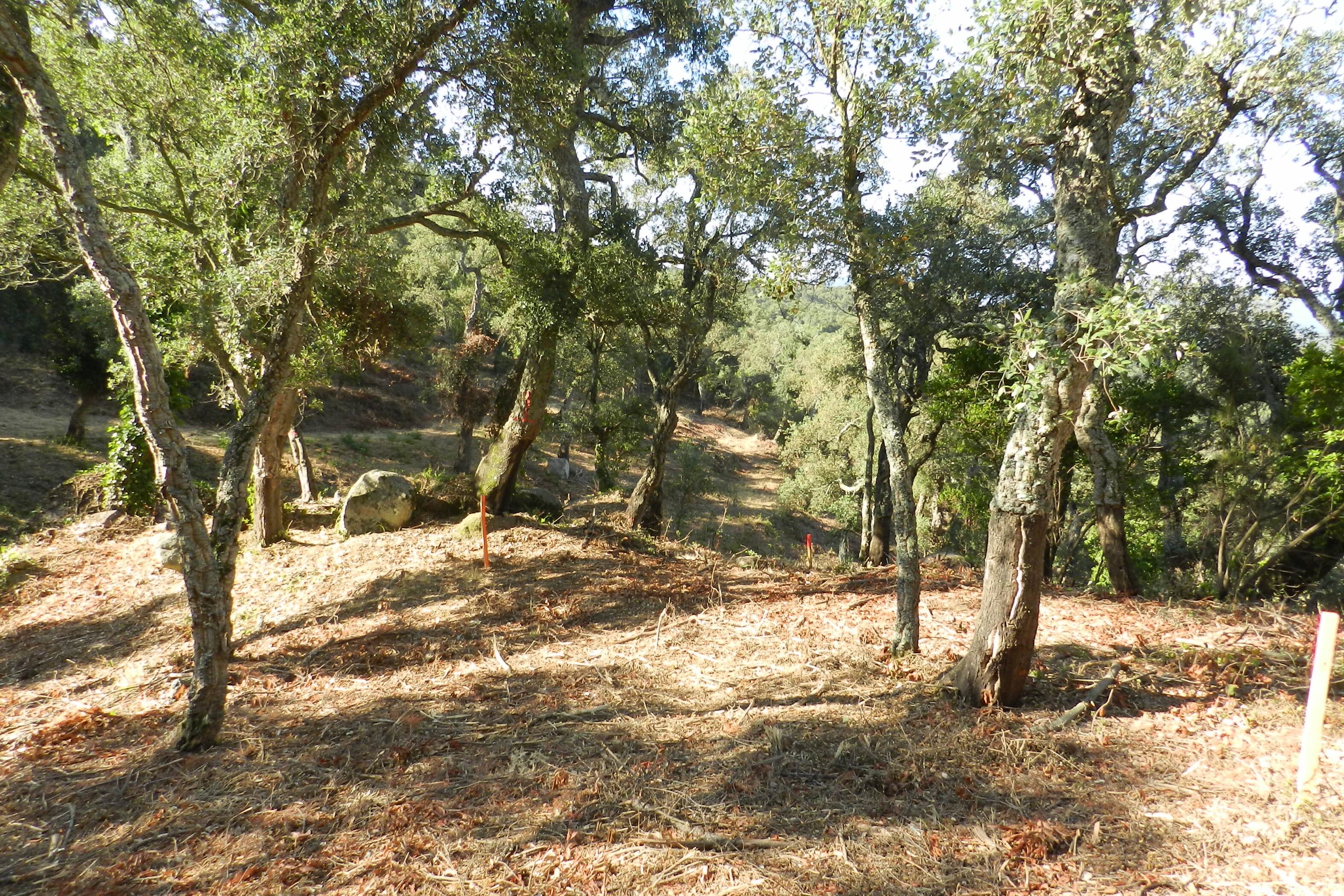 Una sureda. Imatge d'arxiu.