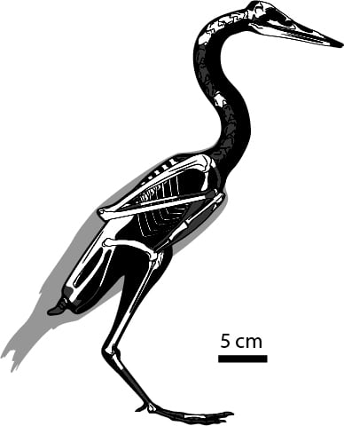 Silueta del esqueleto del Vegavis / Credito C.Torres et al