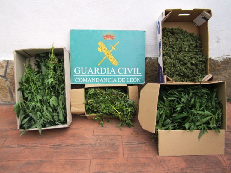 Desarticulado un punto de venta de cannabis en Cacabelos