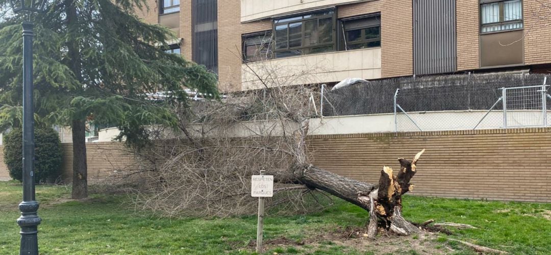 Uno de los árboles con la raíz tronchada en Valdemoro