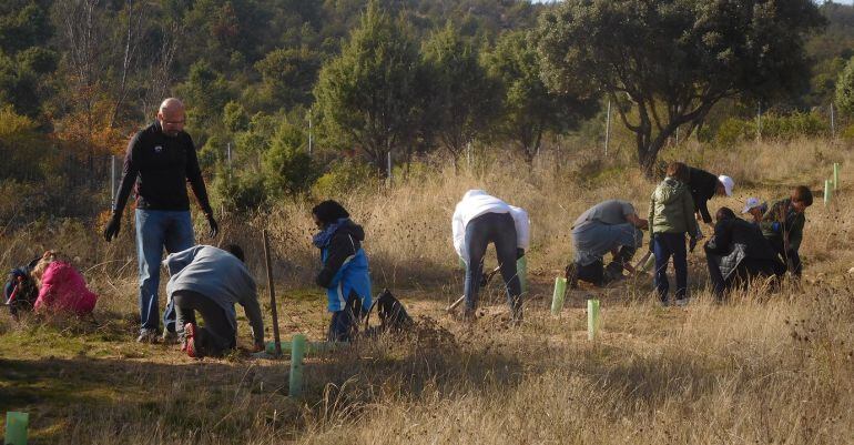 Varios voluntarios y operarios trabajan en el cuidado de los árboles madrileños