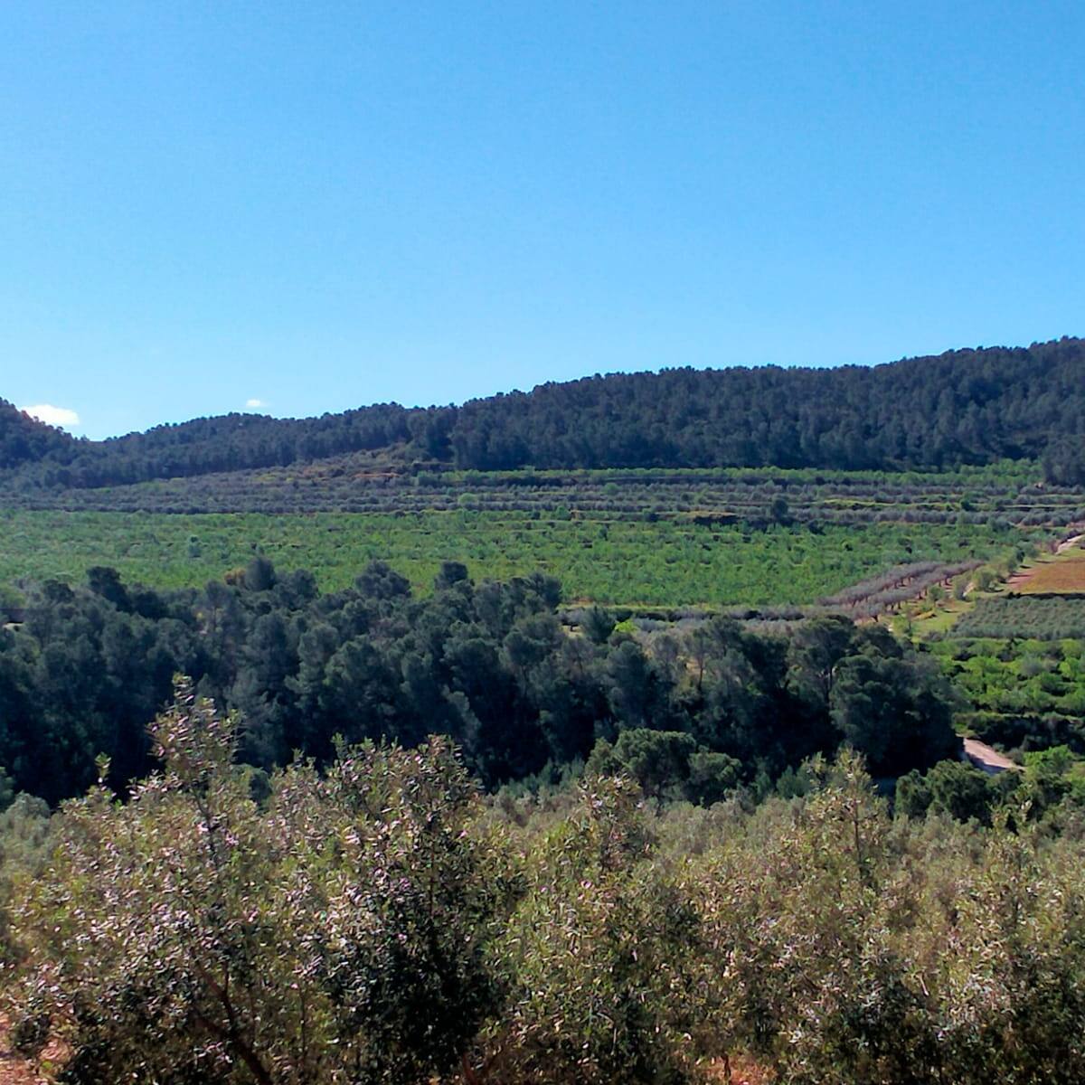 Rechazo institucional y social a la planta solar proyectada en Moixent