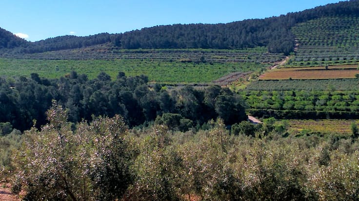 Santiago Gasset sobre la planta de Moixent