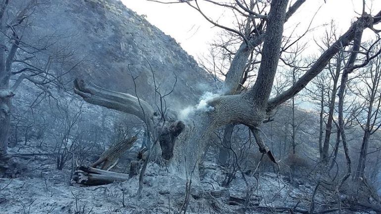 Imagen tras el incendio de este domingo en la Alpujarra