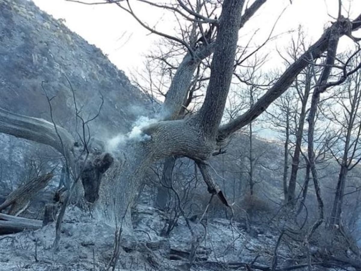 Balance de los cuatro incendios forestales en Granada