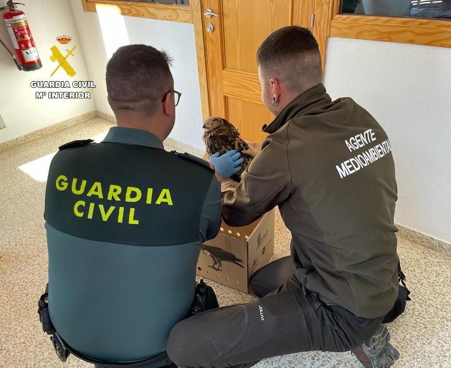 Rescate de un búho real herido