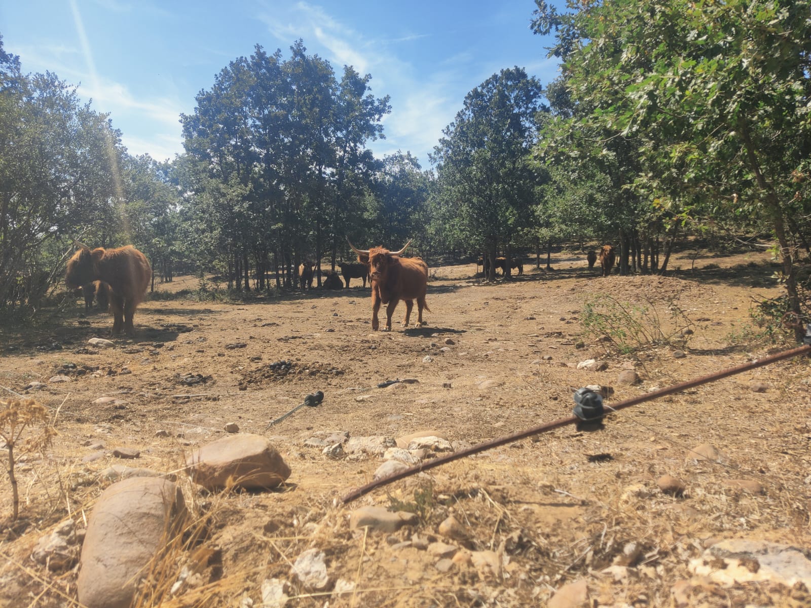 Algunos animales han deambulado por el parque después de que los atacantes rompieran los cierres de sus recintos