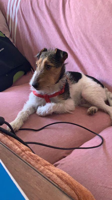 Este es Berlín, el perrito de Teresa Velasco