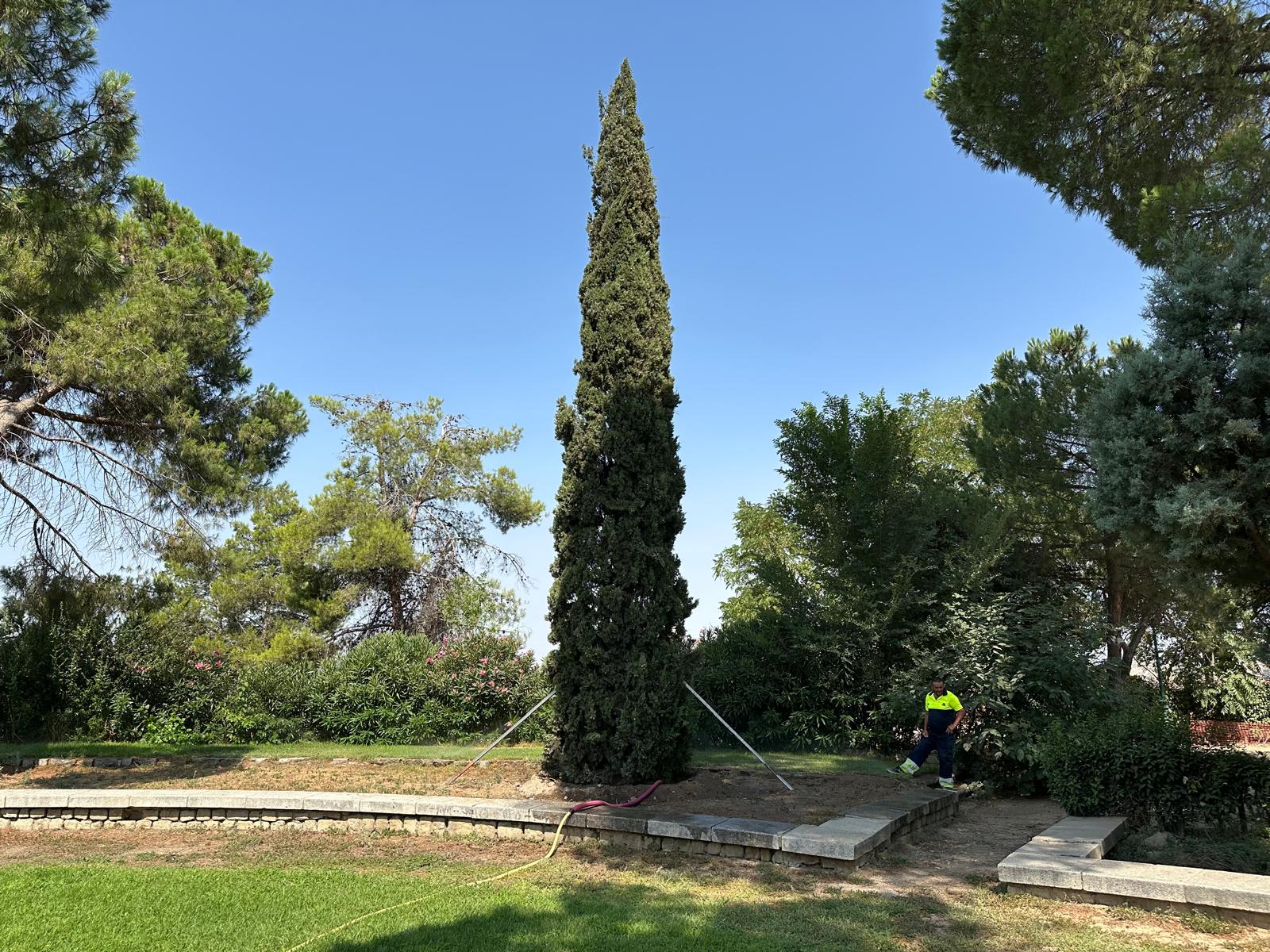 Imagen del ciprés trasplantado al interior del Parque de la Vega de Toledo