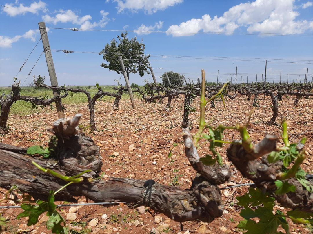 Estado en el que quedaron algunas de las viñas en Moradillo