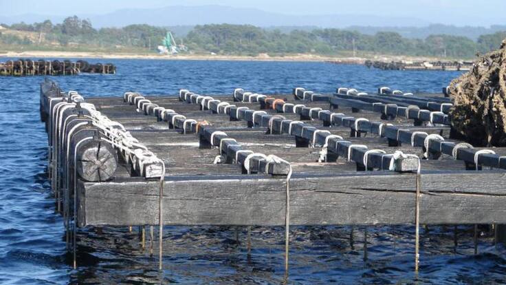 La toxina se queda a vivir en la ría