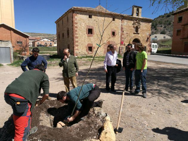 Plantaciíon de un ejemplar de olmo resistente a la grafiosis en Molina de Aragón.
