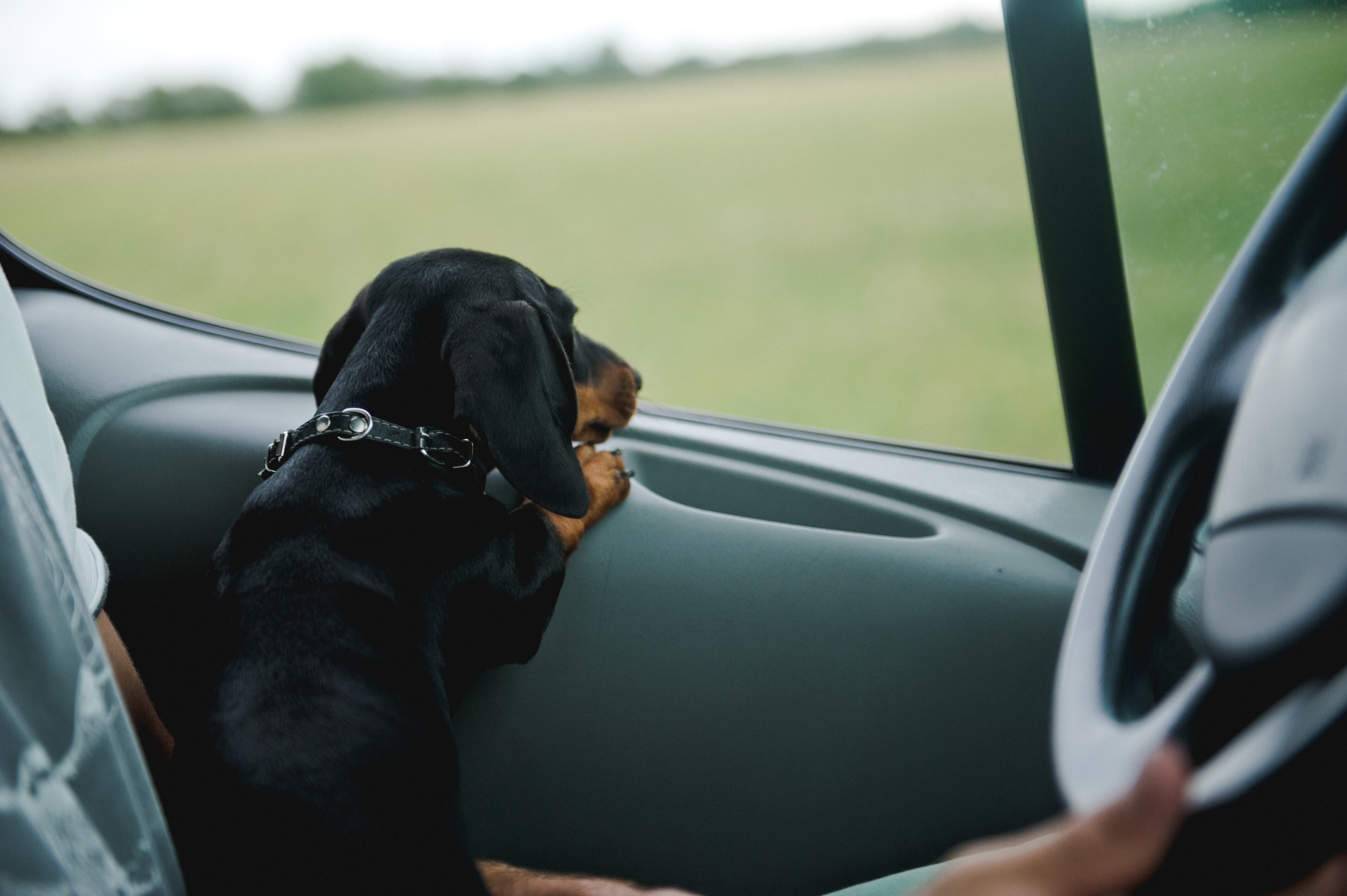 Imagen de archivo de un perro en un coche