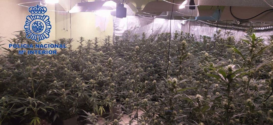 Plantas de marihuana halladas por la Policía Nacional en la operación &quot;Husky&quot;