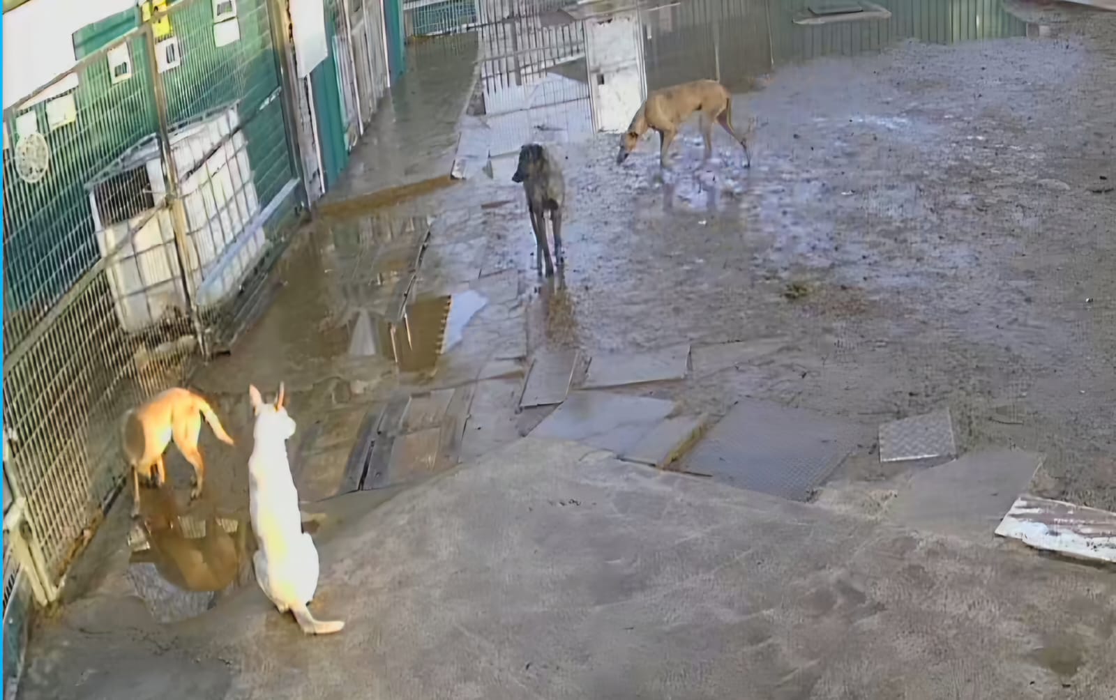 Imagen de algunos de los perros en la Protectora de Malagón, durante la inundación