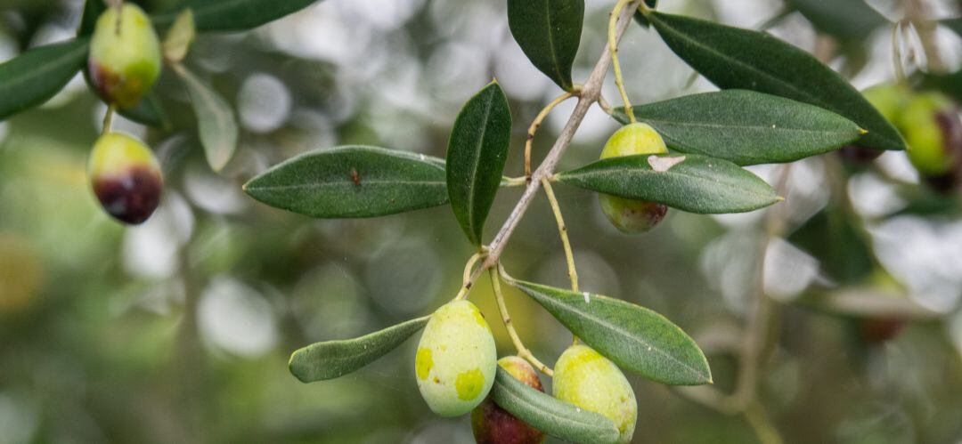 La Diputación Provincial de Jaén, la UJA y Caja Rural, colaboran para la creación de un ciclo de conferencias para mejorar la competitividad del mercado oleícola de la provincia.