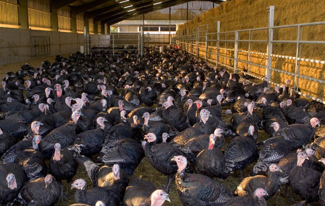 Una granja de pavos en Inglaterra.