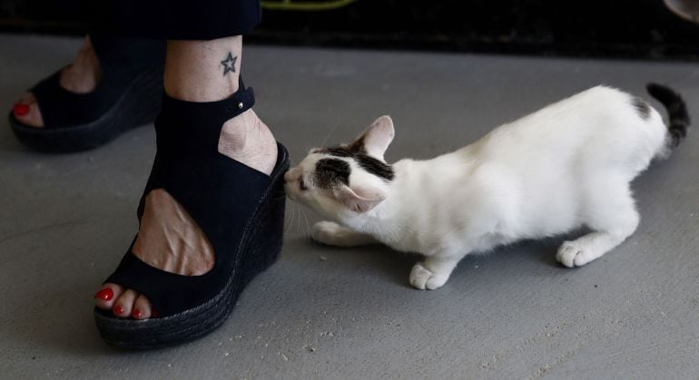 Un gato se acerca a los pies de la presidenta de la Comunidad de Madrid, Cristina Cifuentes