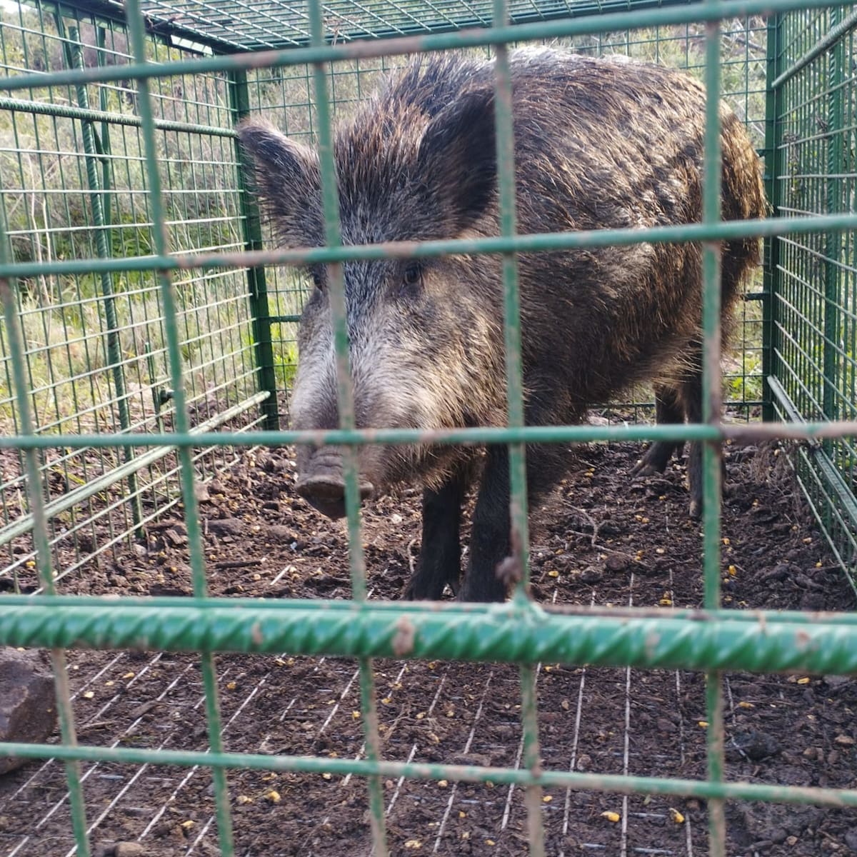 La Comunidad coordina con los ayuntamientos nuevas medidas para reducir la presencia de jabalíes en zonas urbanas y colindantes