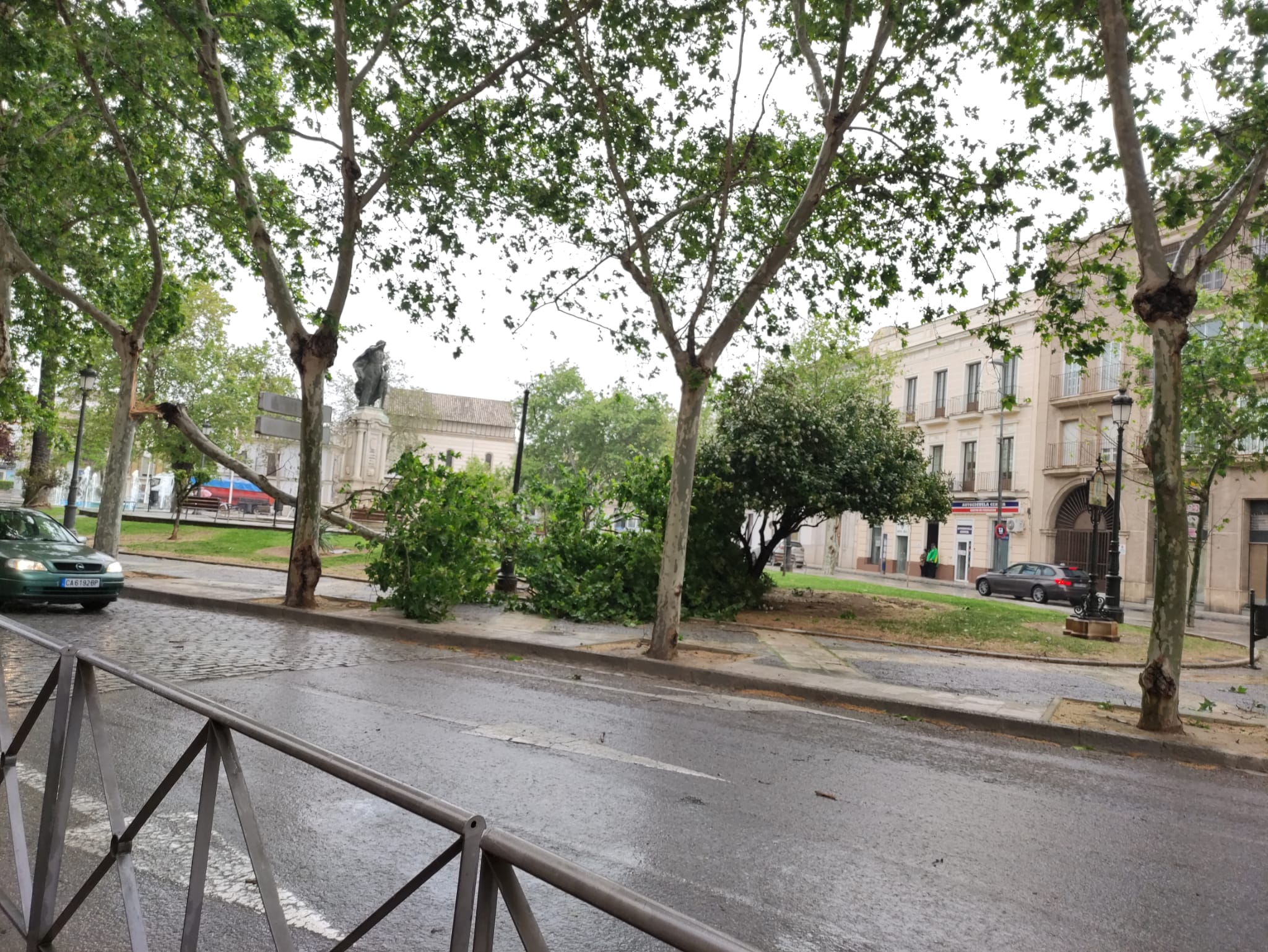 El árbol se ha caído este mediodía en la zona de El Mamelón