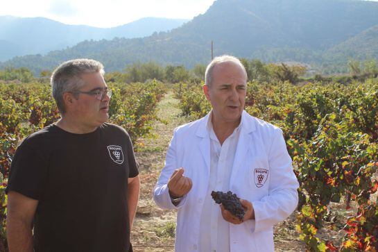 Gaspar Tomás Martínez, director gerente de Bodegas BOCOPA