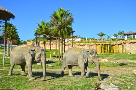 Elefantes en el parque Terra Natura Benidorm