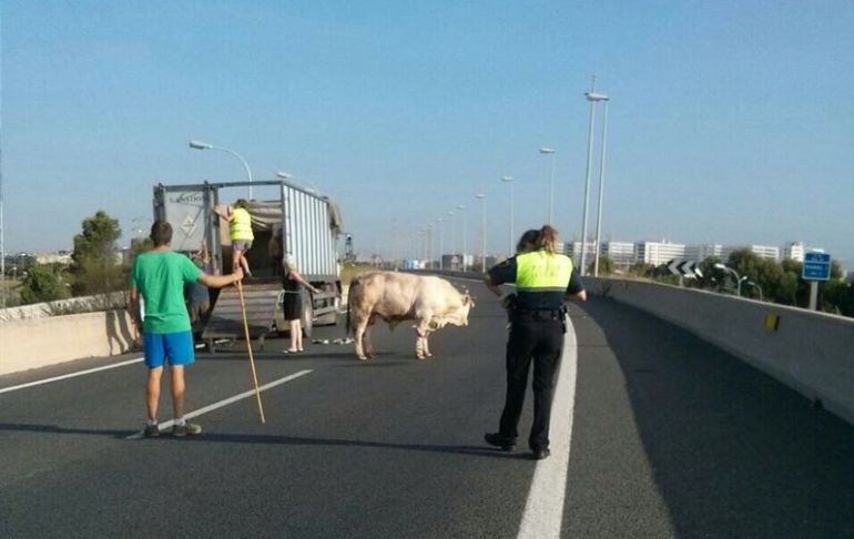 El animal se ha escapado del camión que la transportaba y el ganadero ha pedido ayuda de los agentes