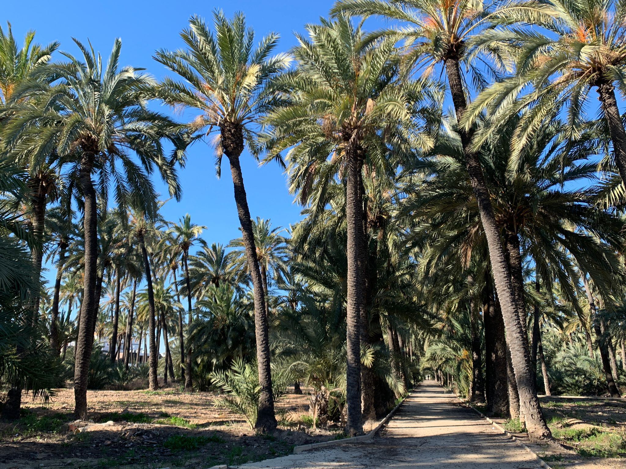Huerto de palmeras